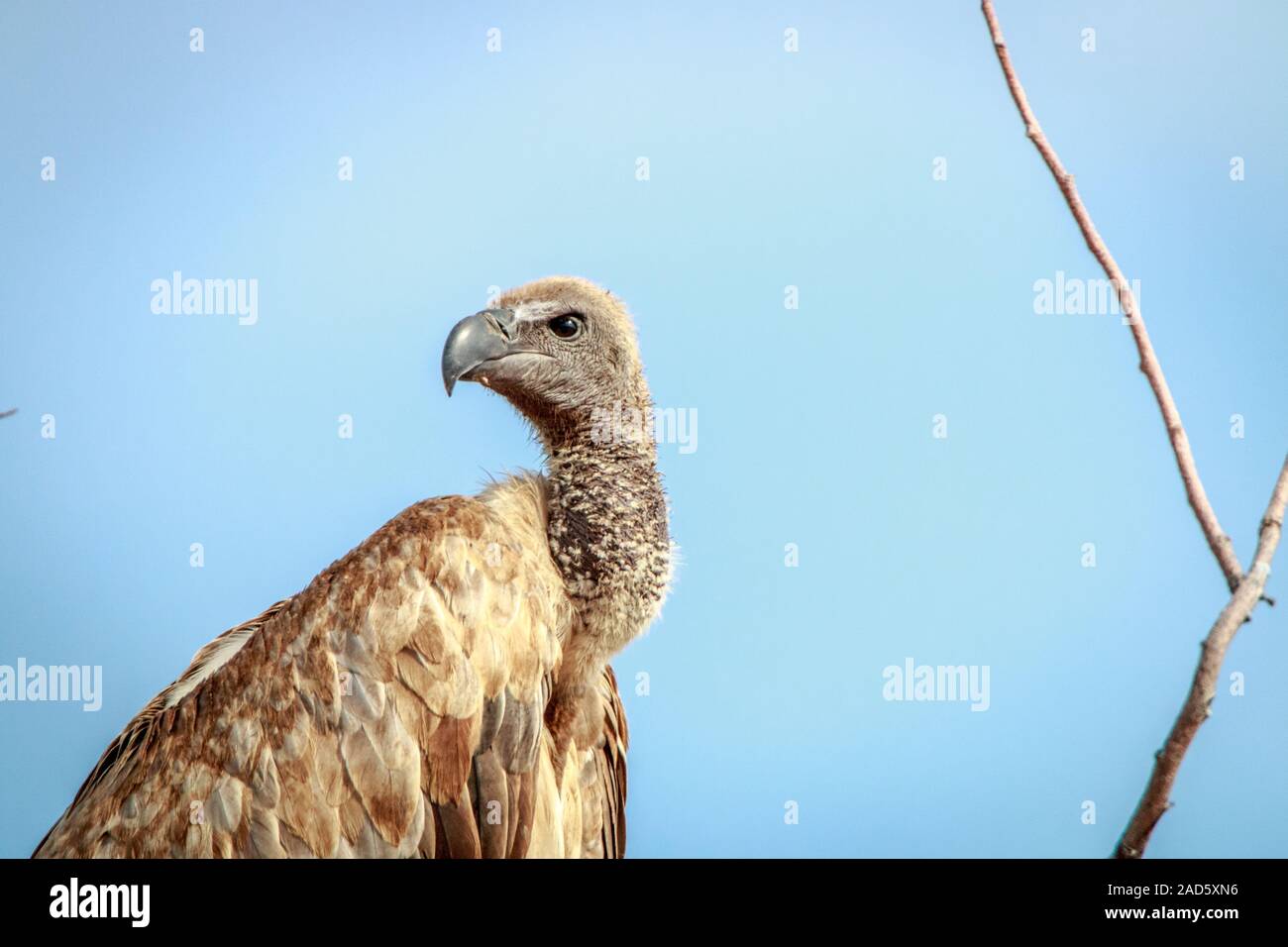 Weiß-backed Vulture starring in die Kamera. Stockfoto