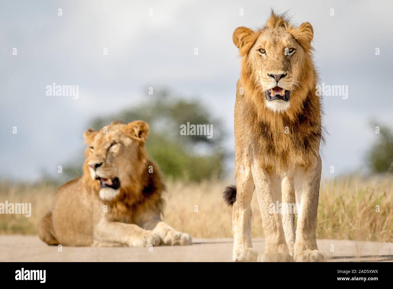 Zwei junge männliche Löwe Brüder in Kruger. Stockfoto
