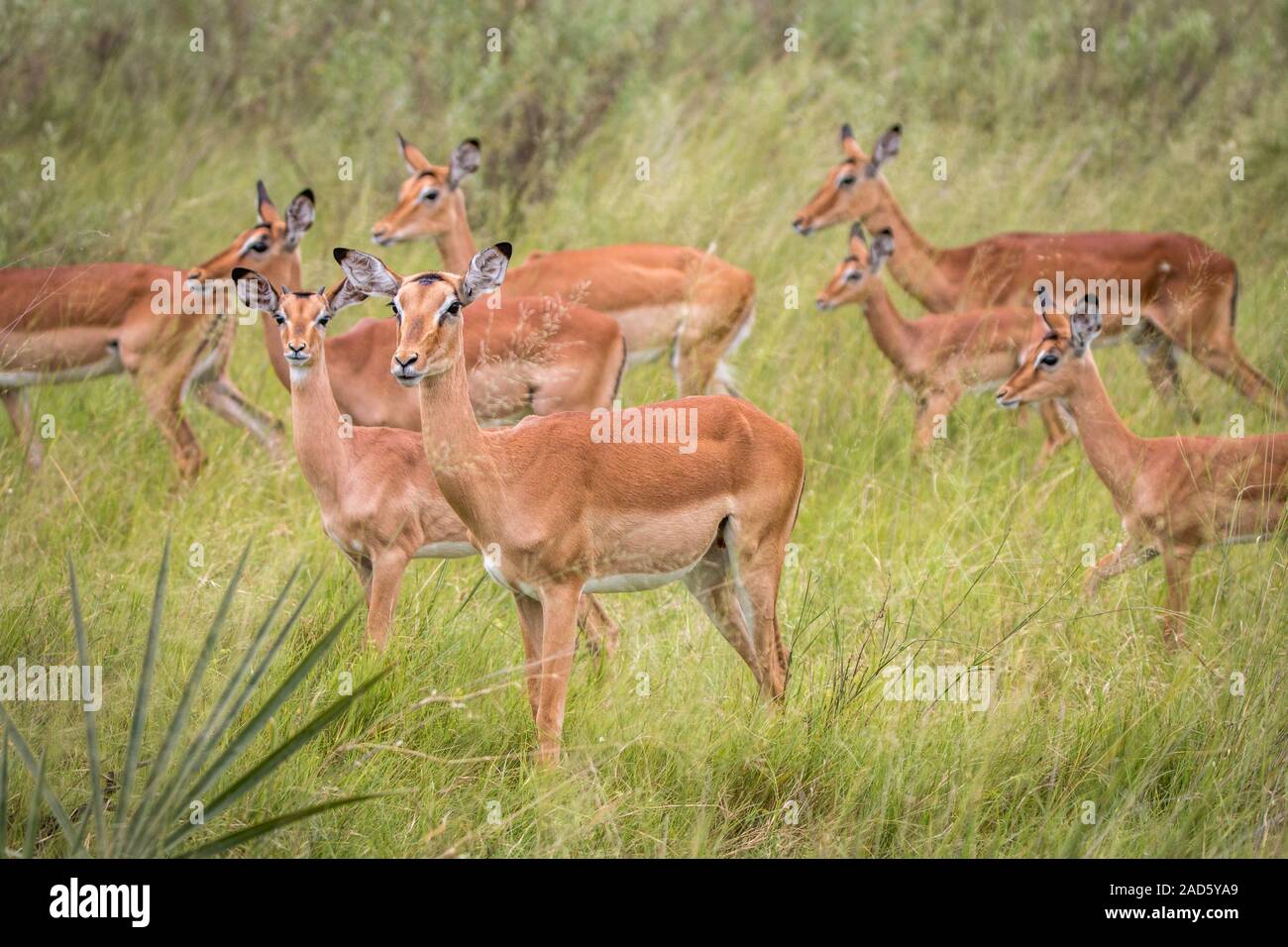Eine Herde Impalas wandern im Gras. Stockfoto