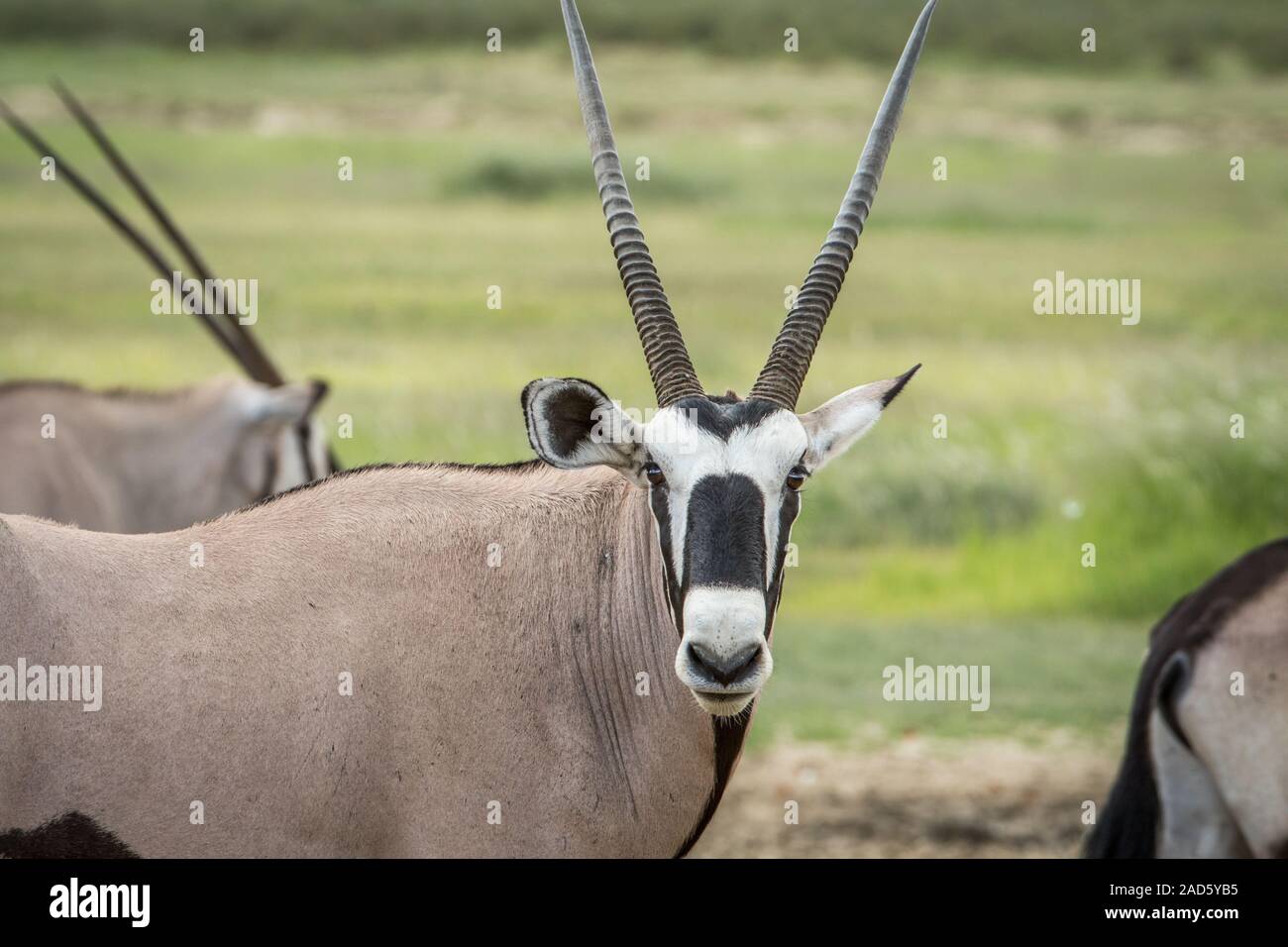 Oryx starring in die Kamera. Stockfoto
