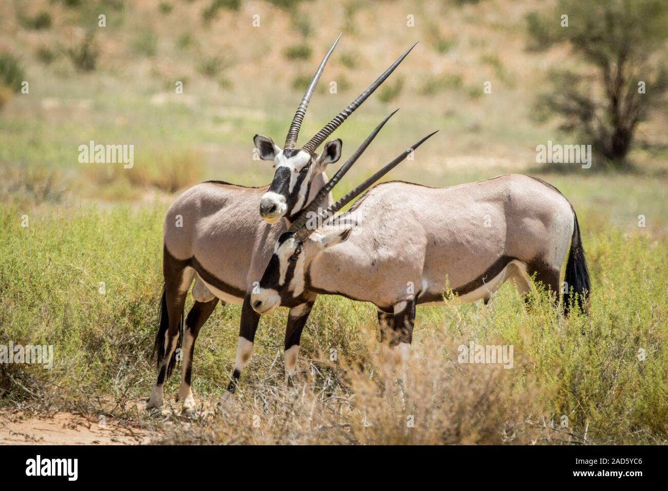 Zwei Oryx Kleben in der Kalagadi. Stockfoto