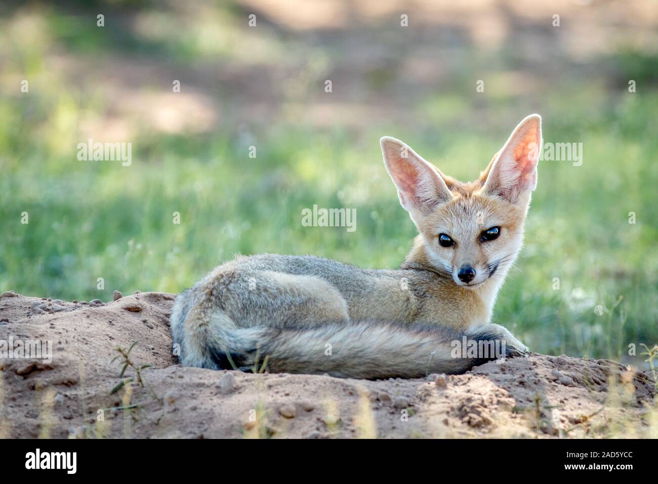 Cape Fox zur Festlegung der in den Sand. Stockfoto