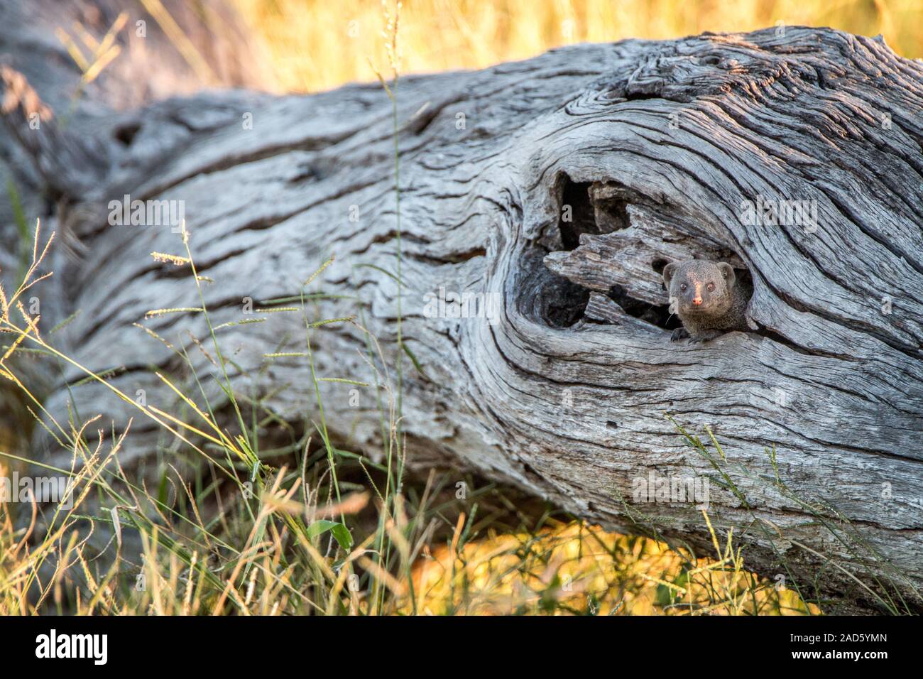 Ein Zwerg mongoose versteckt im Baum. Stockfoto