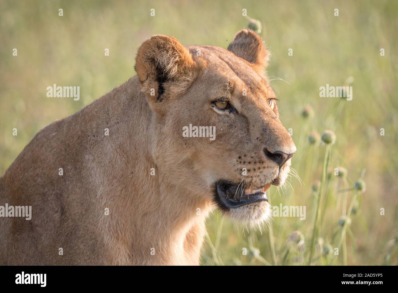 Seite Profil einer Löwin. Stockfoto