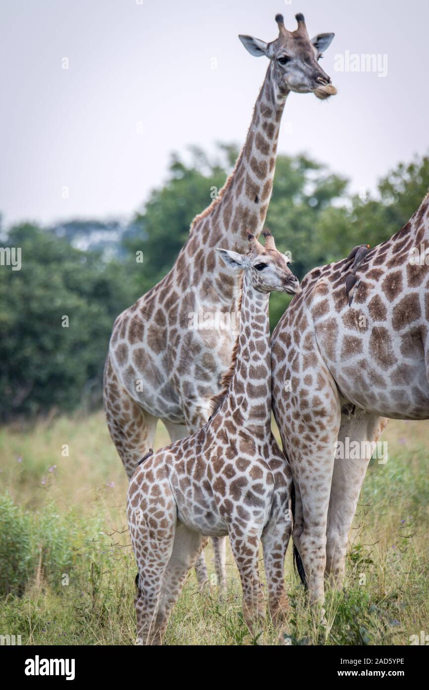 Ein Baby Giraffe Verklebung mit der Mutter. Stockfoto