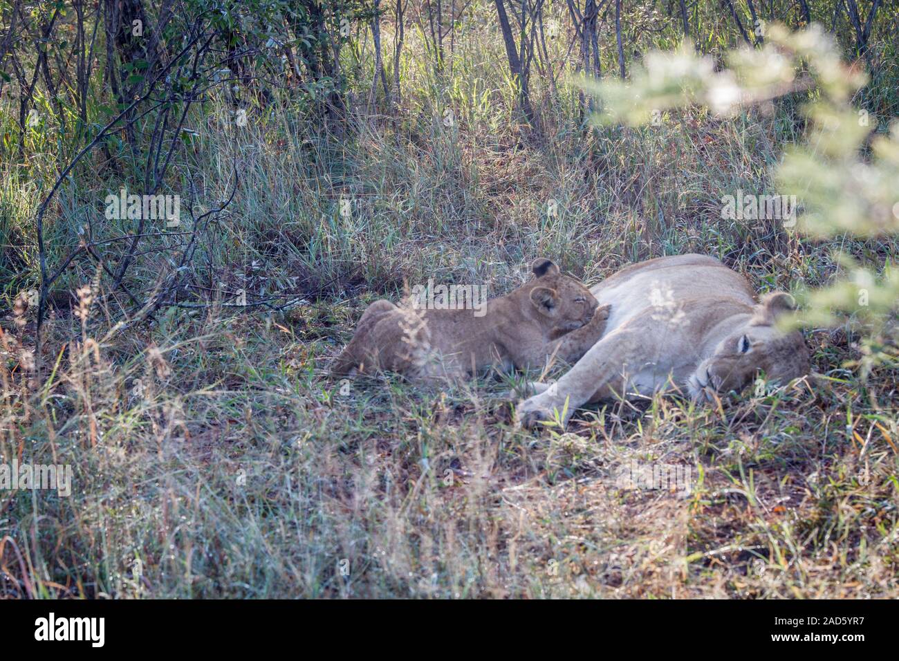 Baby Lion saugen von seiner Mutter. Stockfoto