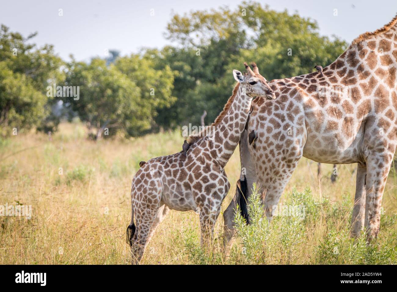 Ein Baby Giraffe Verklebung mit der Mutter. Stockfoto