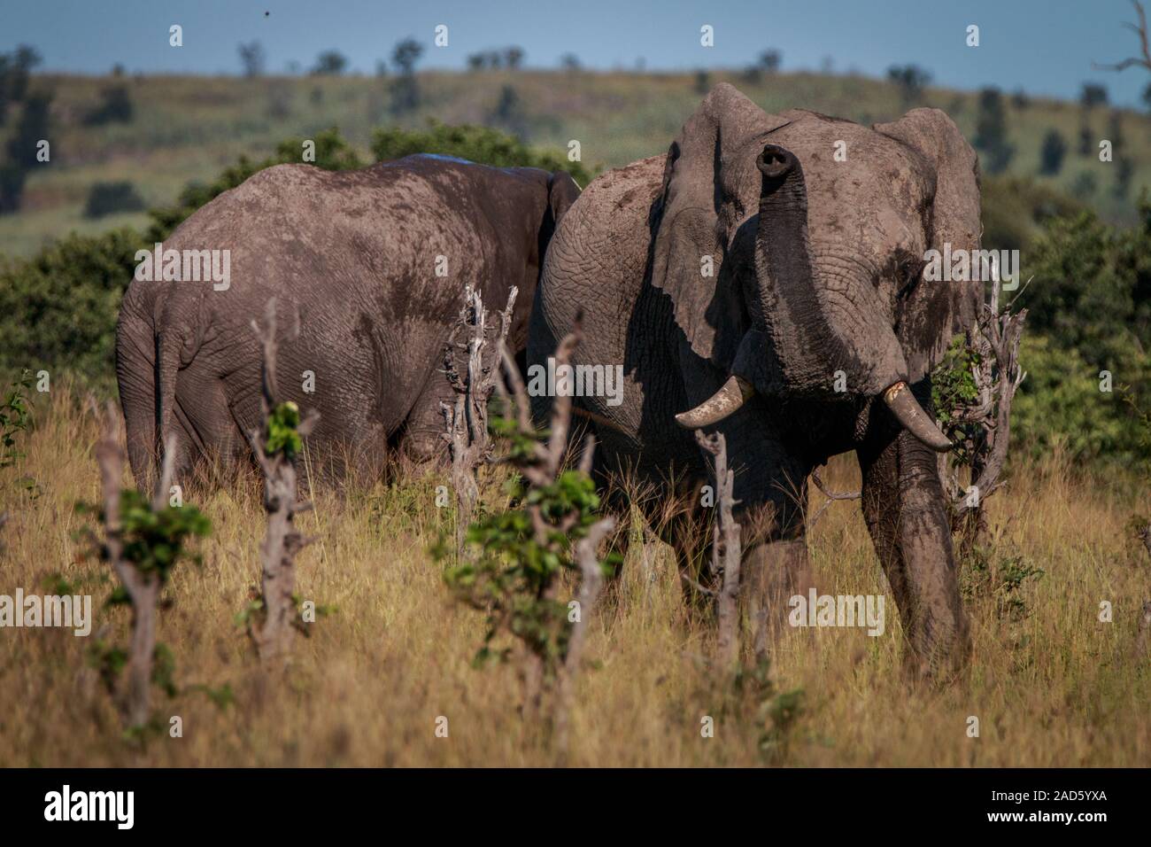 Ein Elefant voller Schlamm riechen um. Stockfoto