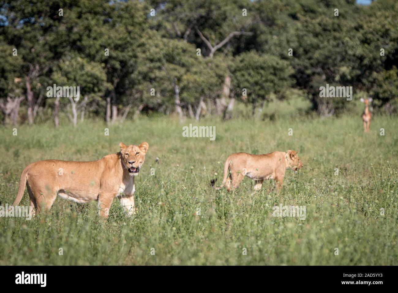 Ein Löwe mit Impalas im Hintergrund. Stockfoto