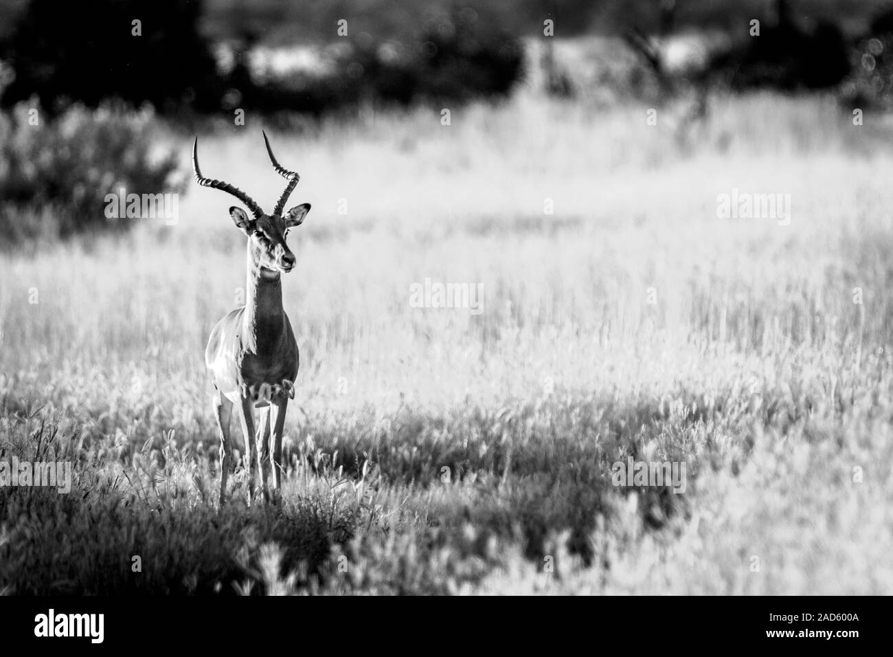 Einen Impala starring in die Kamera. Stockfoto