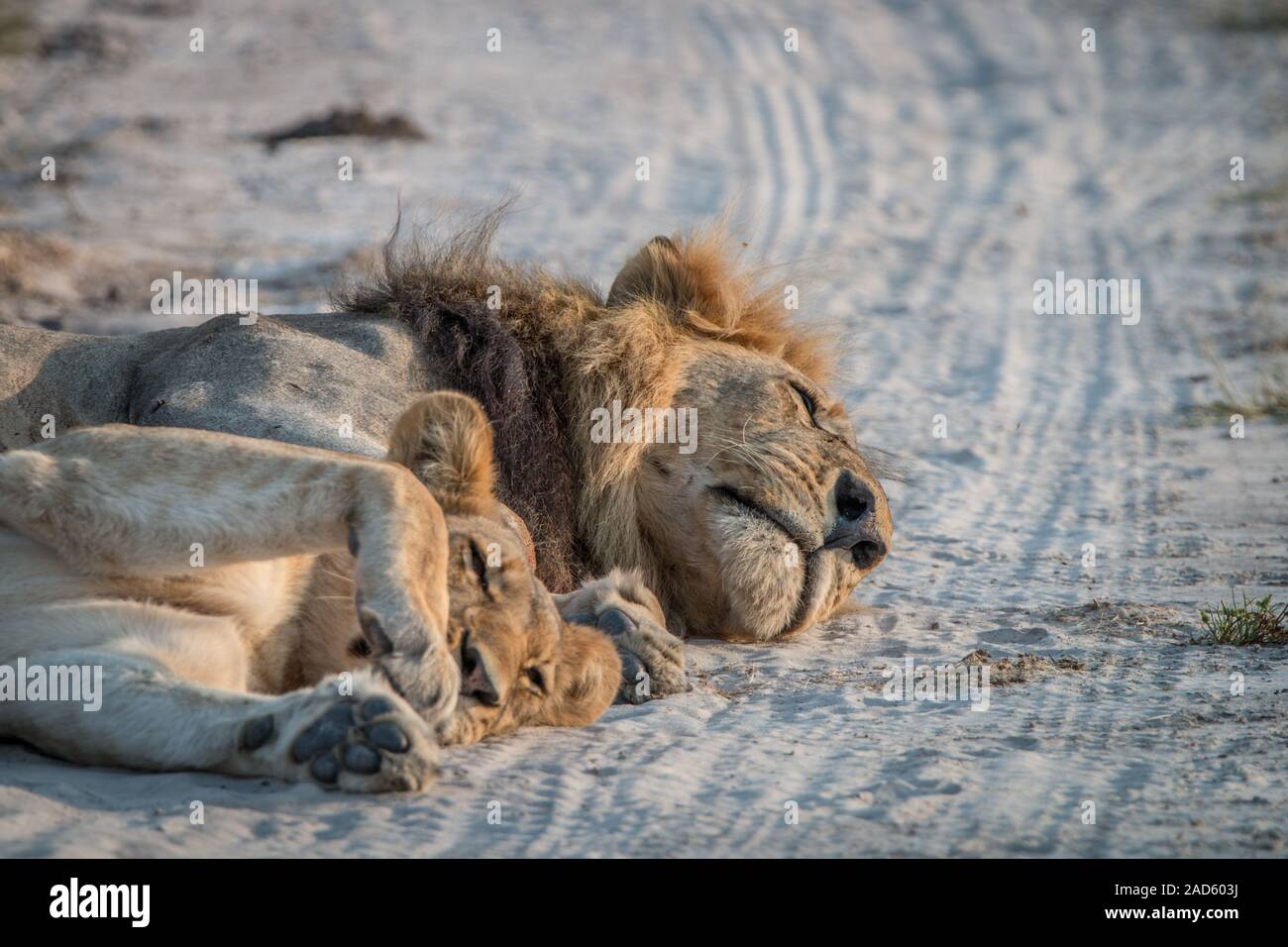 Zwei Löwen schlafen auf der Straße. Stockfoto