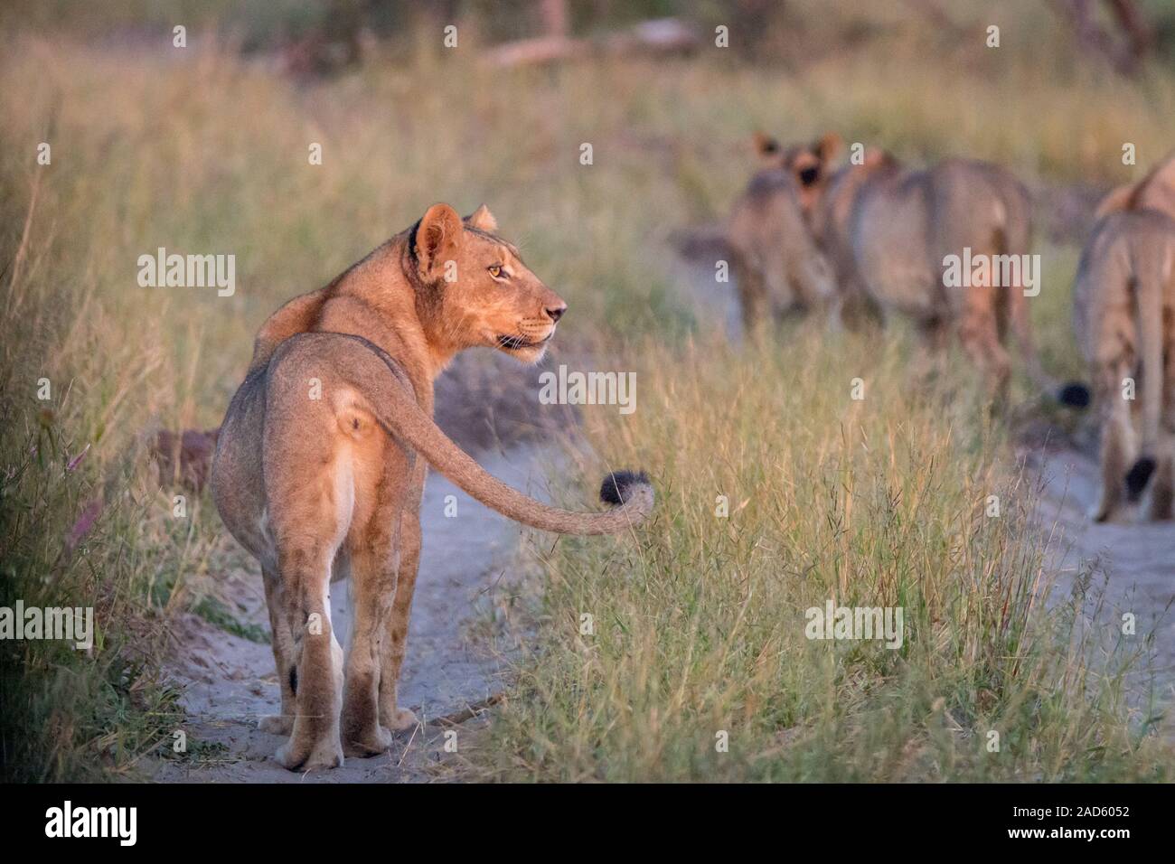 Eine Seite Profil einer Löwin. Stockfoto