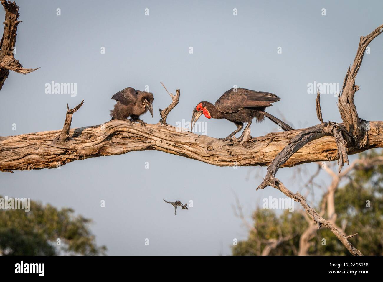 Zwei südlichen Boden Nashornvögel auf dem Zweig. Stockfoto