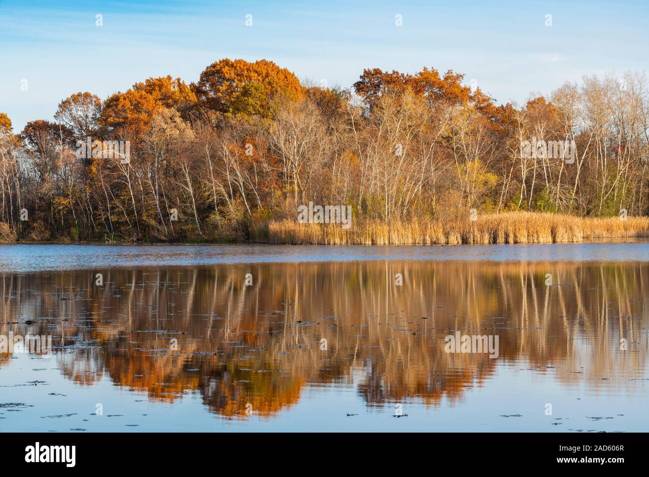 Weiße Birke Stockfotos und bilder Kaufen Alamy