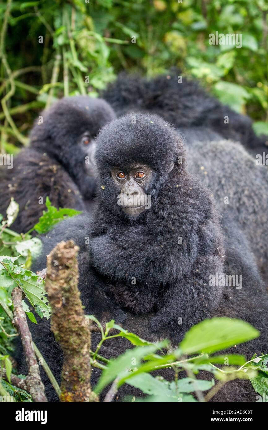 Nahaufnahme von einem Baby Mountain Gorilla. Stockfoto