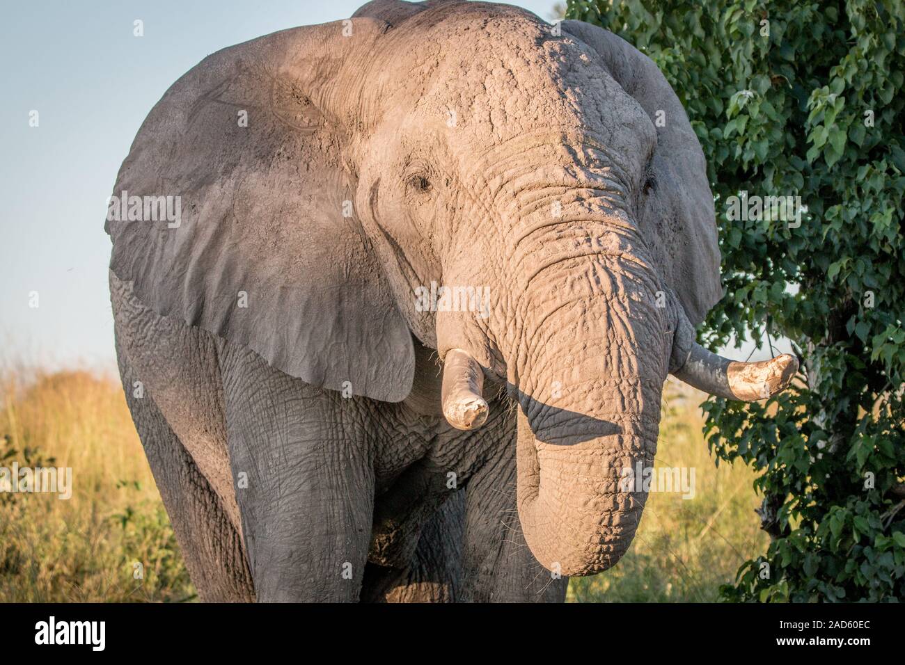 Nahaufnahme eines Elefanten essen. Stockfoto