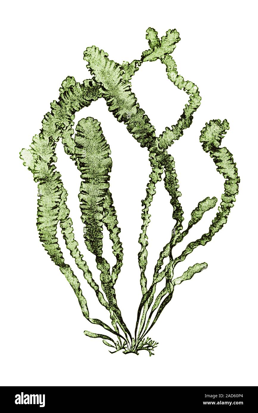 Ulva lactuca, auch durch den Common Name Meer Salat bekannt, ist ein