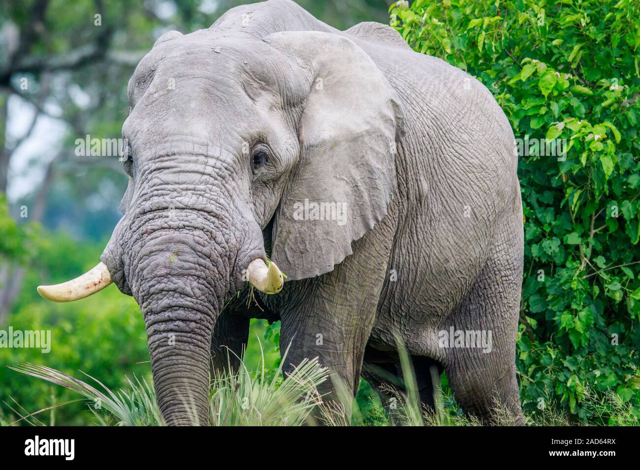 Im hohen Gras Elefant. Stockfoto
