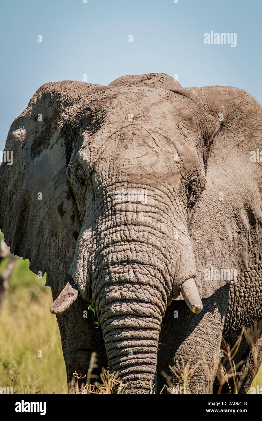 Elefant in der Hauptrolle in die Kamera. Stockfoto