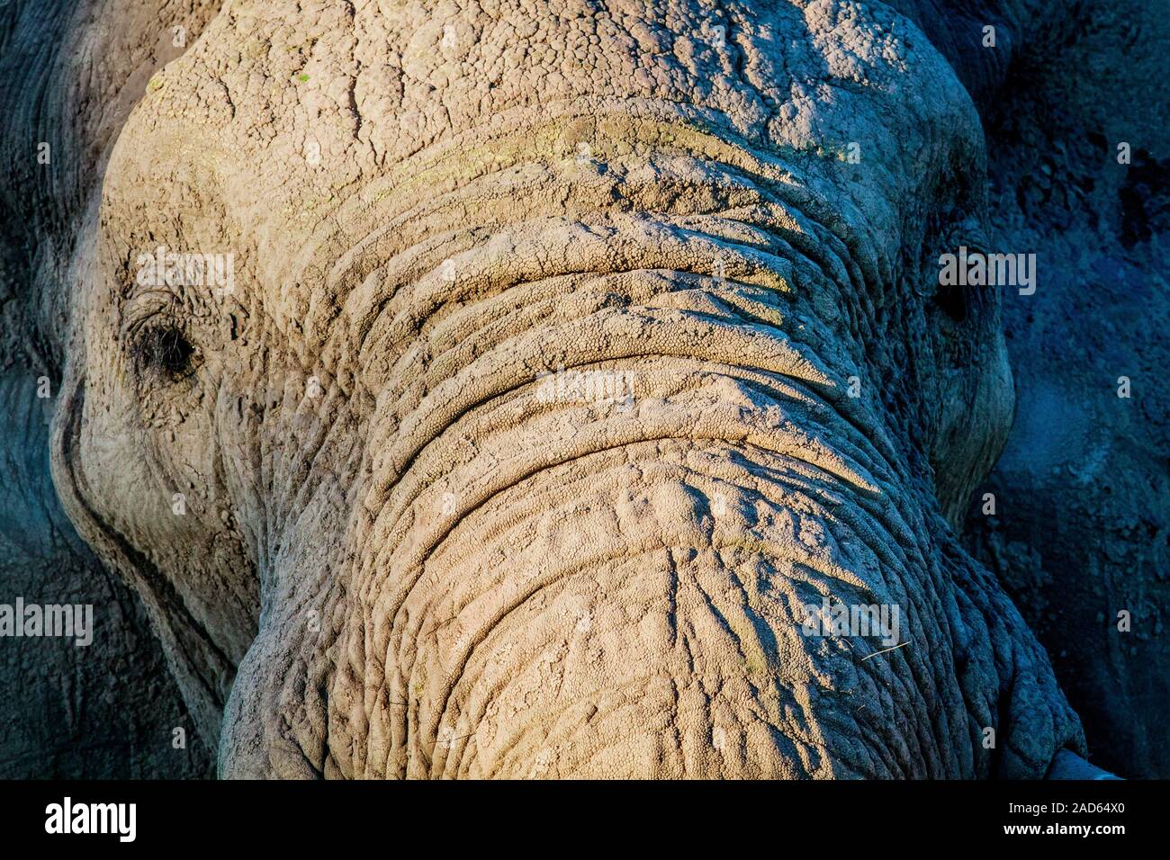 Nahaufnahme eines Elefanten im Chobe. Stockfoto