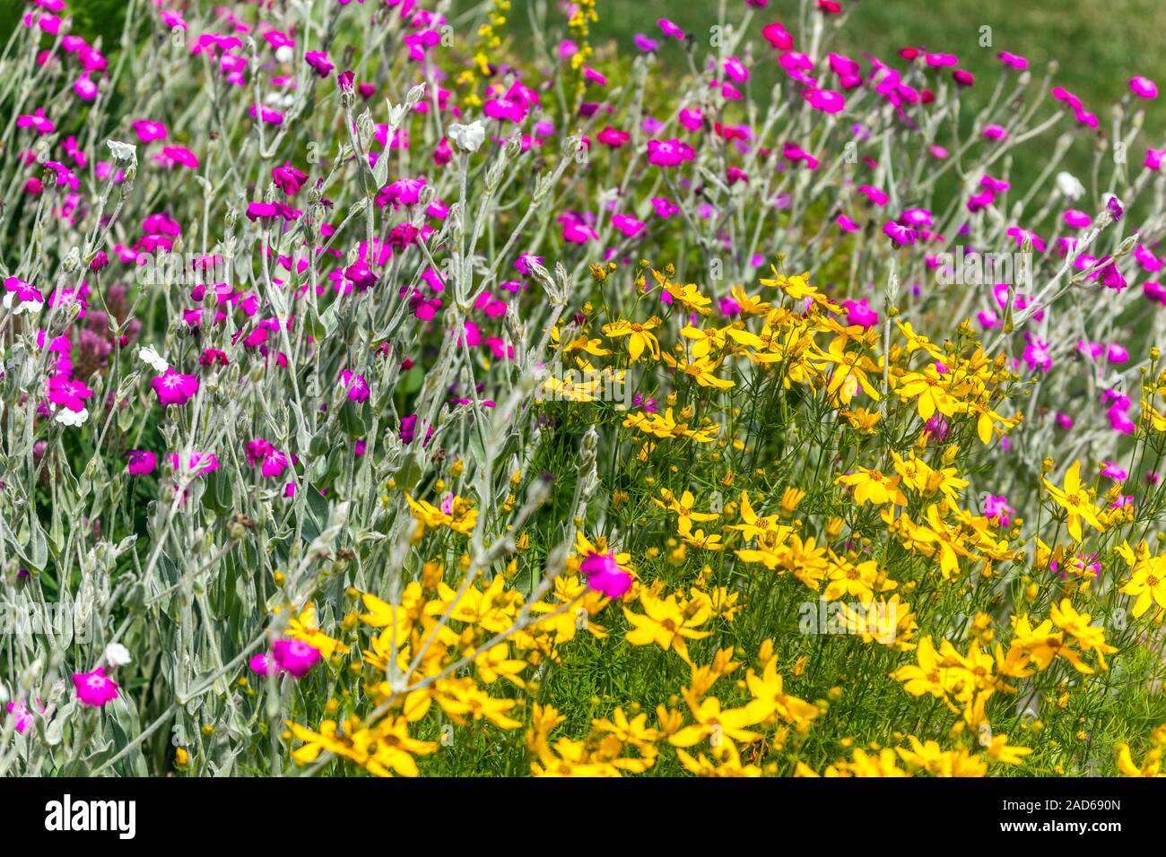 Veilchen Coreopsis verticillata 'Grandiflora' Rose campion Lupinus coronaria Stockfoto