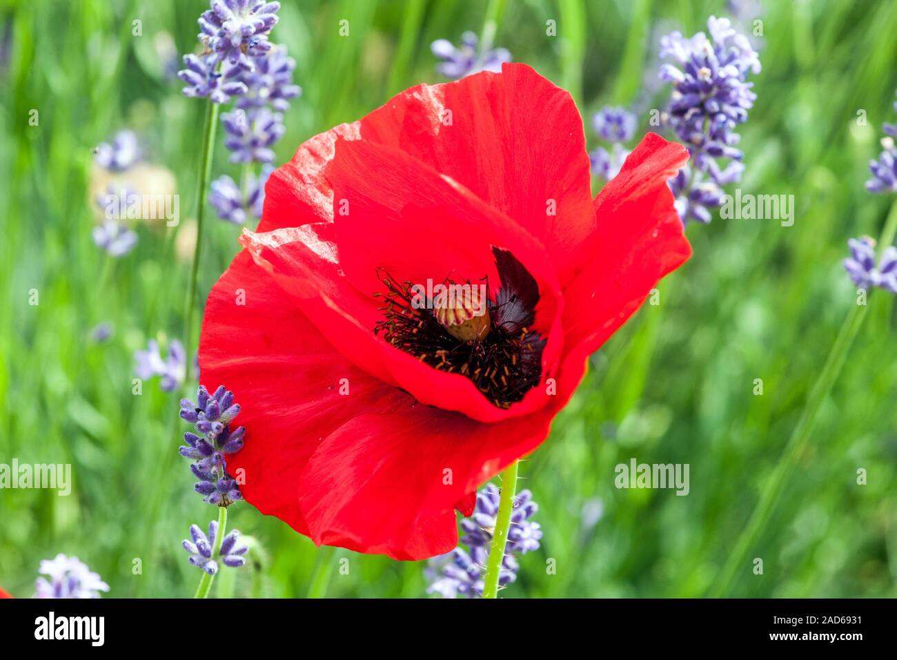 Roter Mohn papaver Feld Lavendel Stockfoto