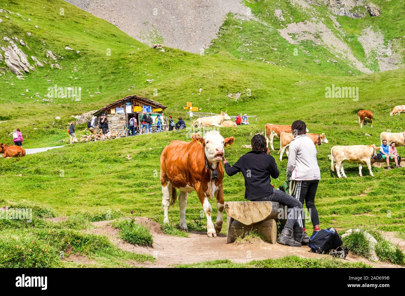 Grindelwald, Schweiz - 16 August, 2019: die Menschen berühren und Fütterung Kühe auf die grünen Wiesen in den Schweizer Alpen. Vieh um die alpinen Wanderwegen ist eine touristische Attraktion. Stockfoto