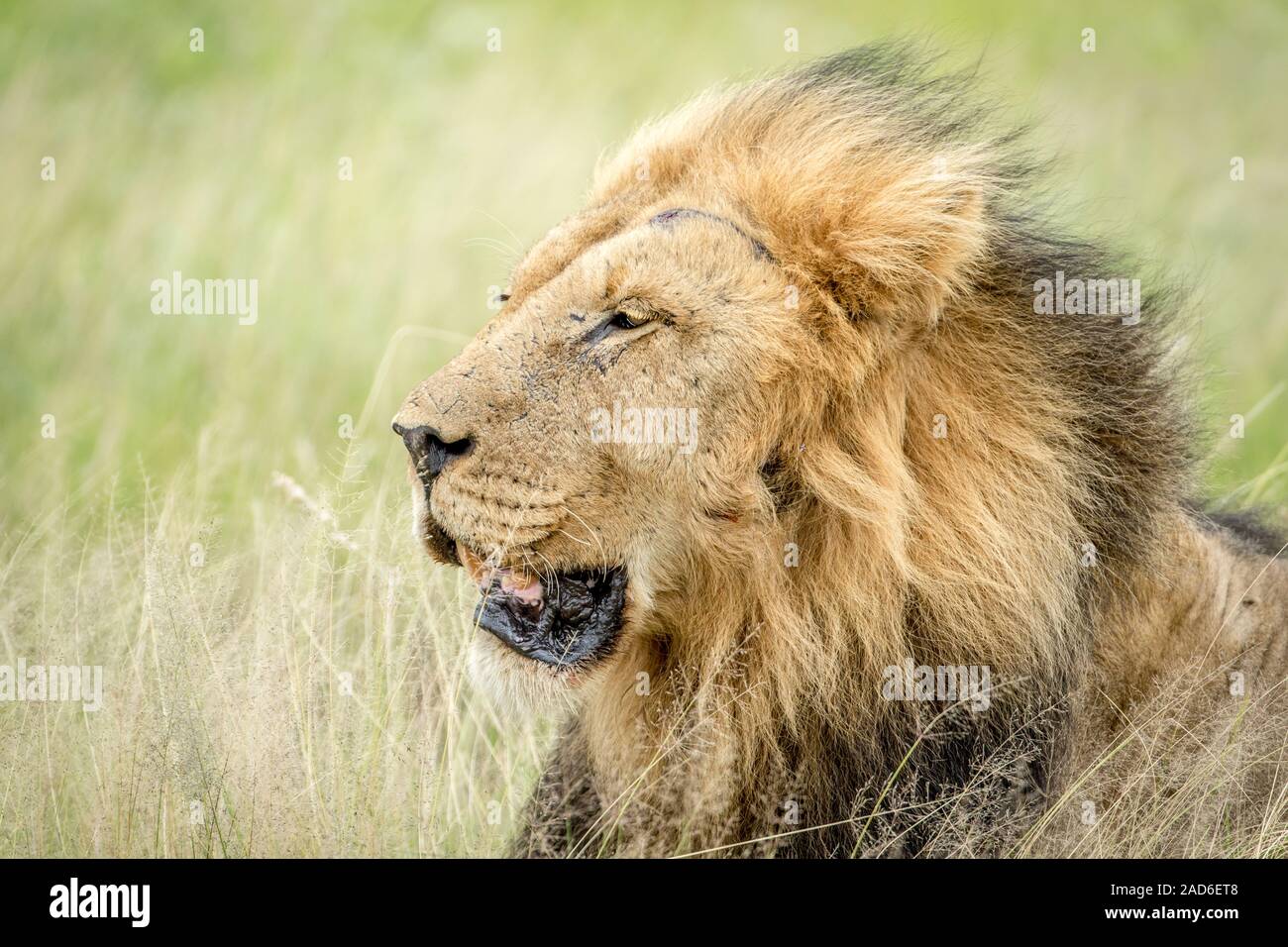 Seite Profil von einem großen männlichen Löwen. Stockfoto
