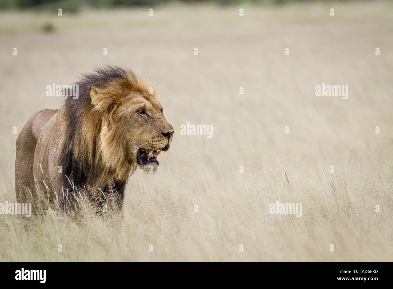 Große männliche Löwe stand im hohen Gras. Stockfoto