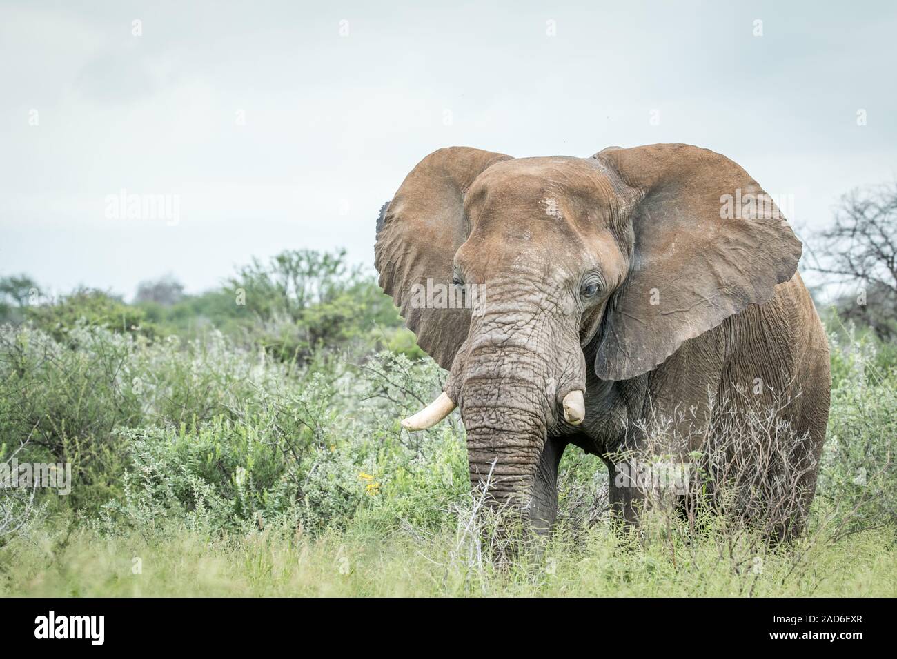 Großer Elefant stehend im hohen Gras. Stockfoto