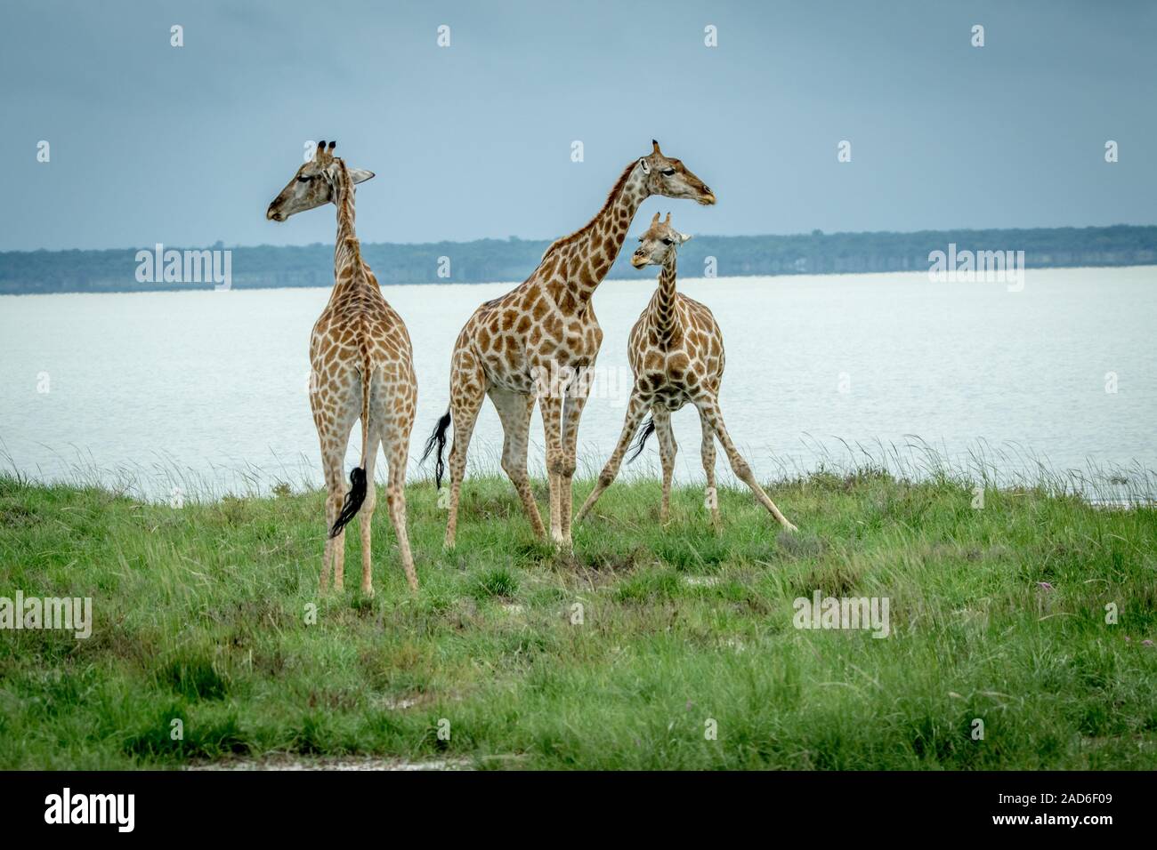 Gruppe von Giraffen im Gras. Stockfoto