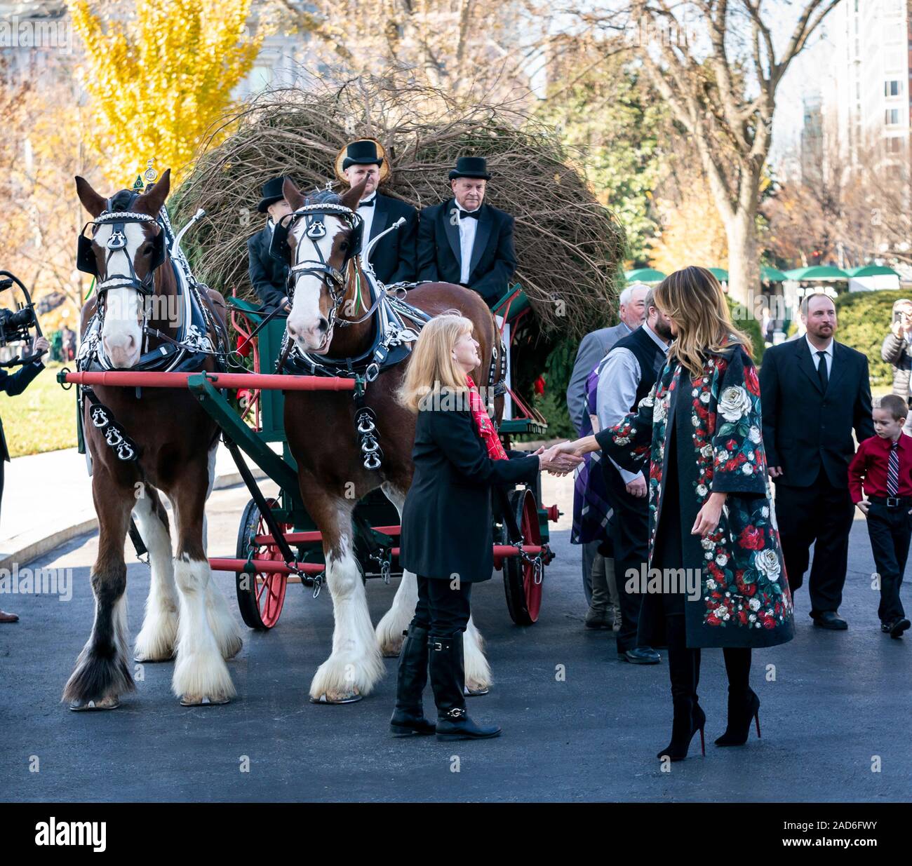 Us-First Lady Melania Trump begrüßt das Weiße Haus Weihnachtsbaum durch Pferdekutsche in den Süden Rasen des Weißen Hauses November 19, 2019, Washington, DC geliefert. Der Baum wurde von Mahantongo Valley Farms, die 2019 nationalen Baum Verein Wettbewerb ihren Baum im Blue Room des Weißen Hauses platziert haben gewonnen. Stockfoto