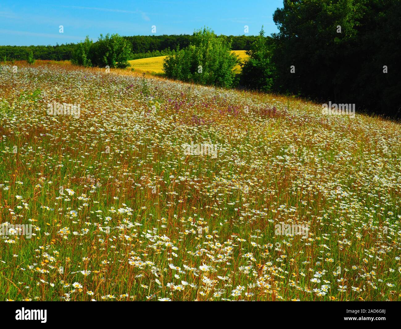 Blumenwiese im Nationalpark Jasmund (Rügen) Stockfoto