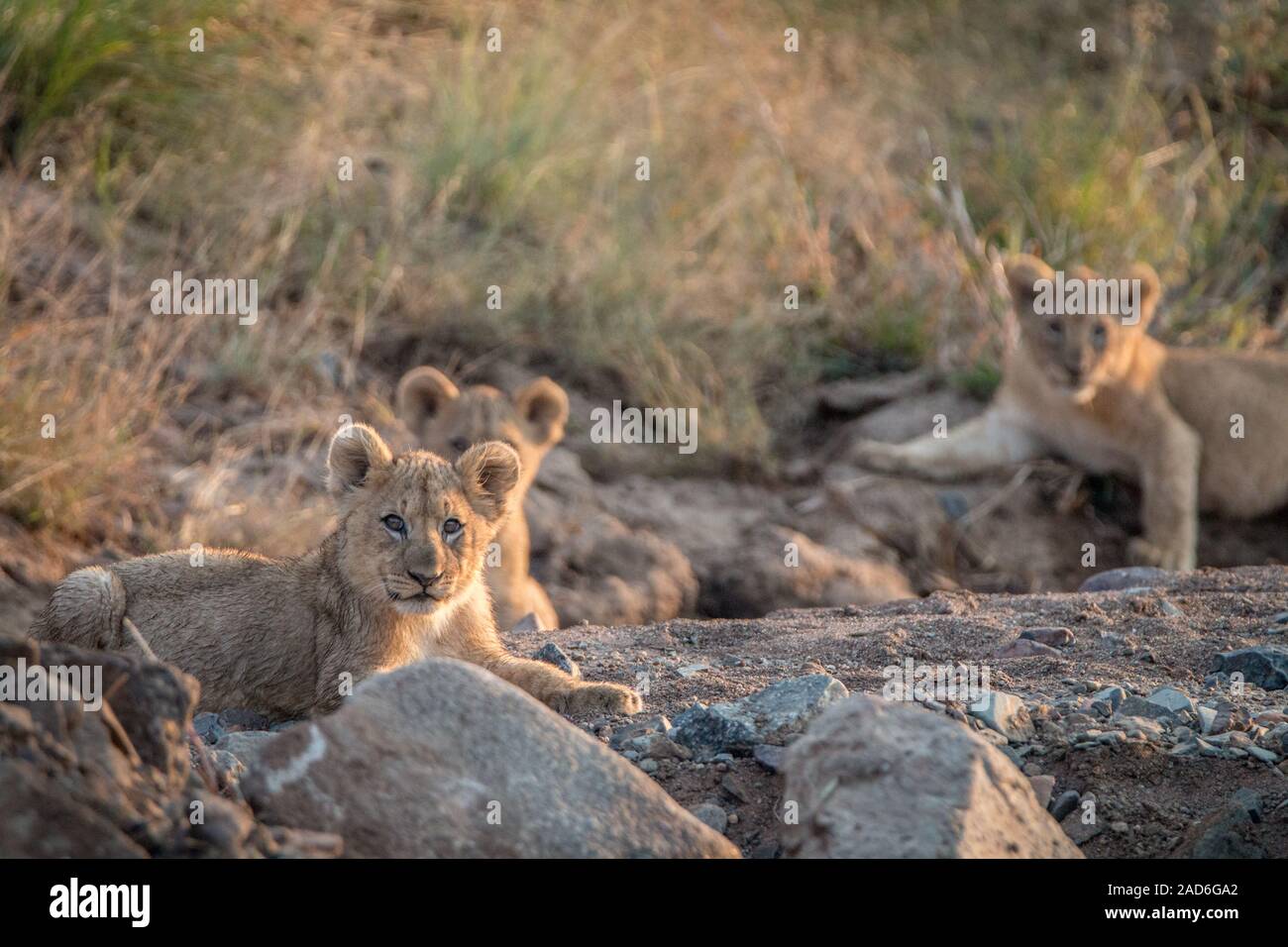 Lion Cubs Festlegung auf den Felsen. Stockfoto