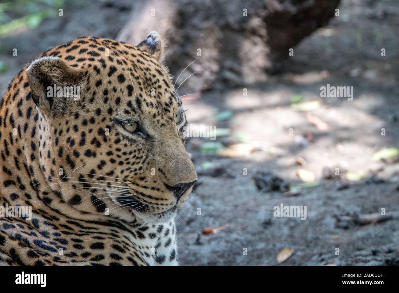 Nahaufnahme eines männlichen Leopard entspannend. Stockfoto