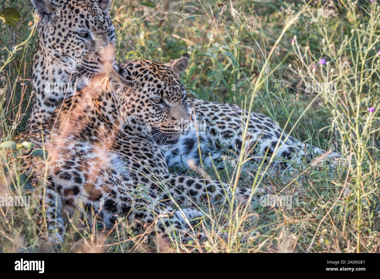 Eine Mutter Leopard spielen mit ihren Jungen. Stockfoto