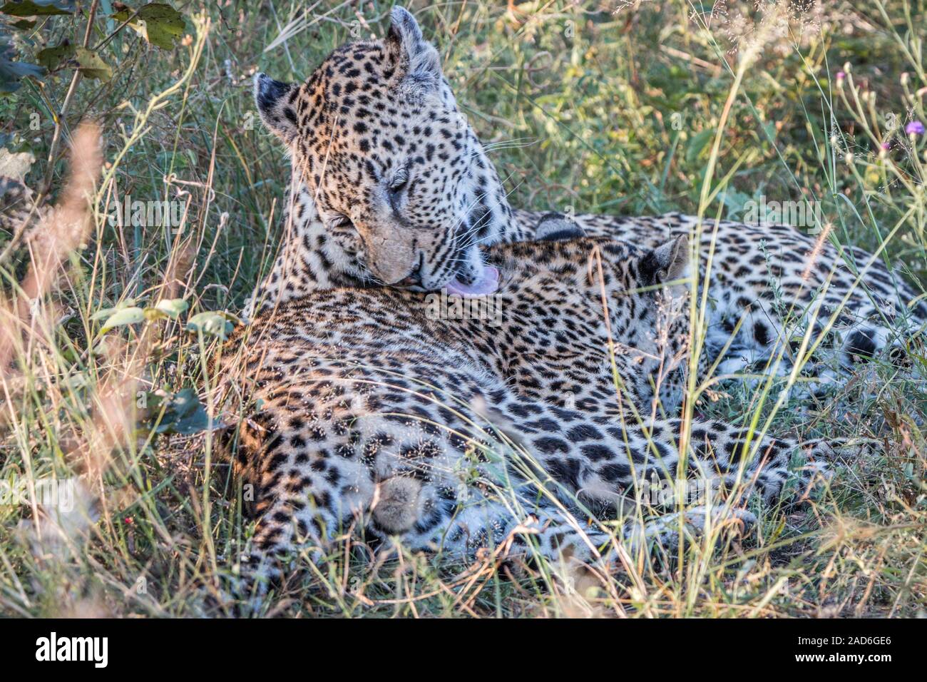 Eine Mutter Leopard spielen mit ihren Jungen. Stockfoto