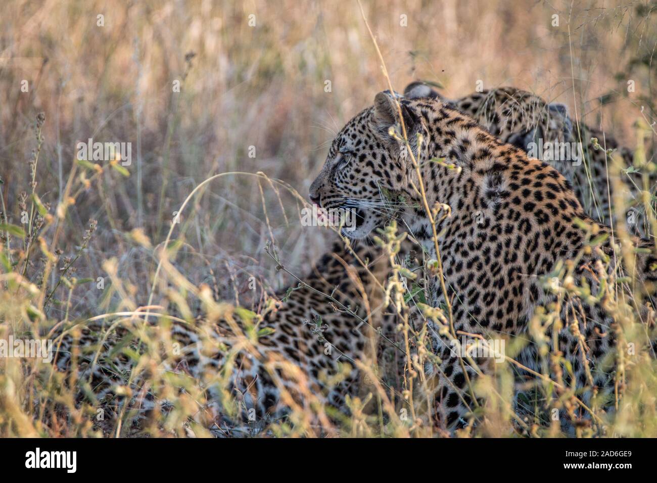 Zwei Leoparden Verklebung im Gras. Stockfoto