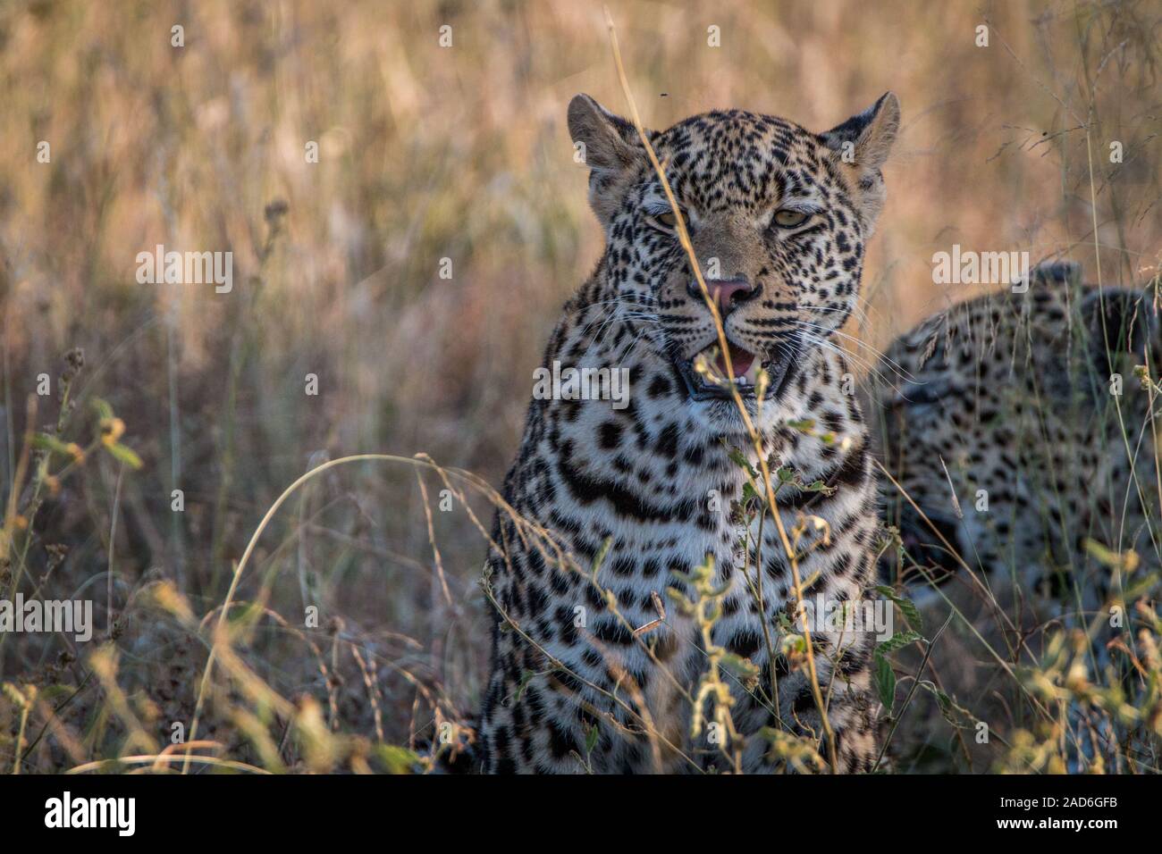 Zwei Leoparden Verklebung im Gras. Stockfoto