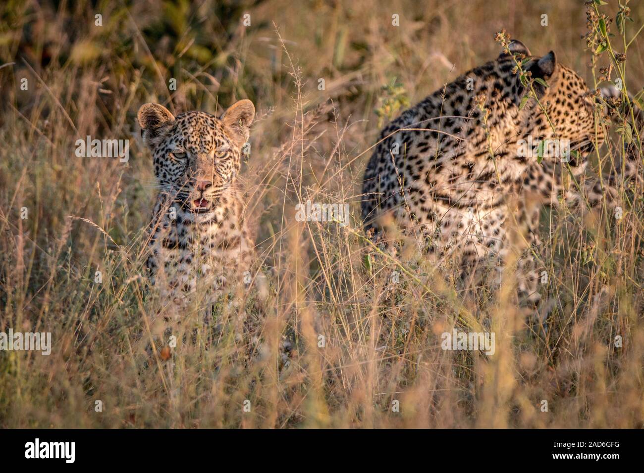 Zwei Leoparden bounding im Gras. Stockfoto