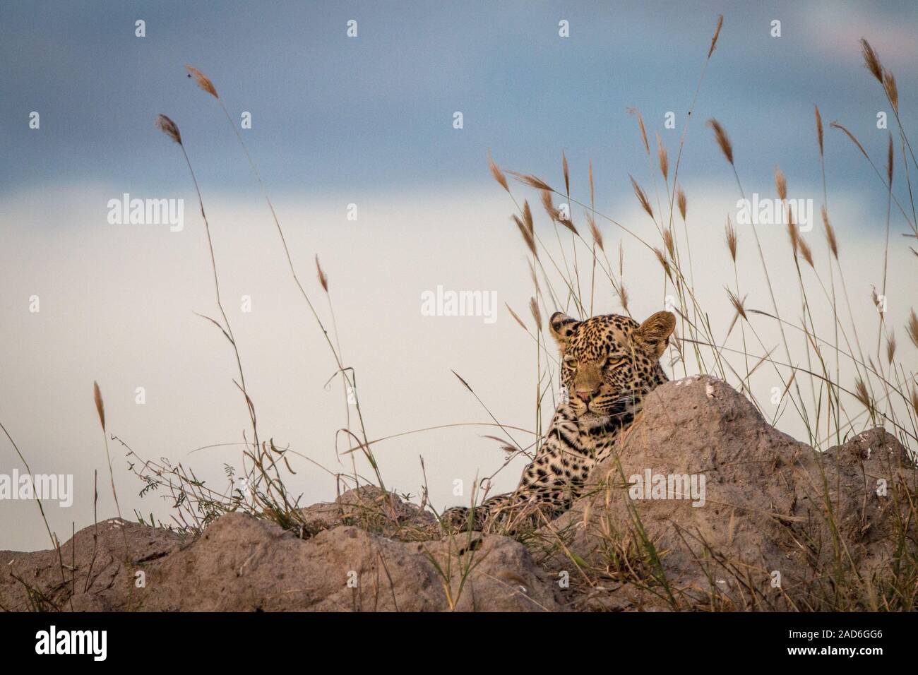 Ein Leopard entspannend auf einer termite Damm. Stockfoto