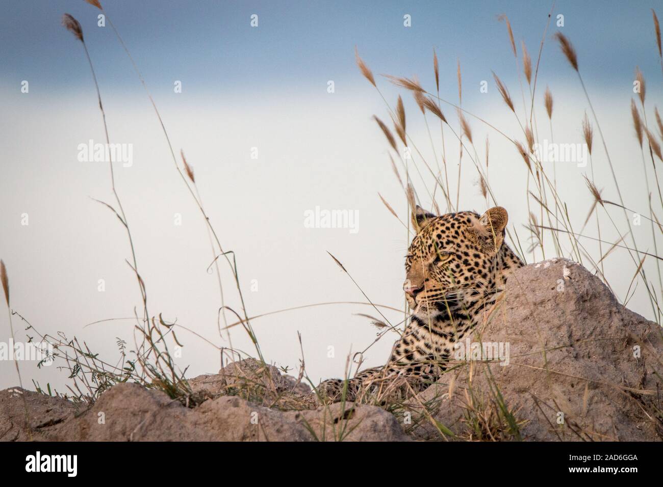 Ein Leopard entspannend auf einer termite Damm. Stockfoto