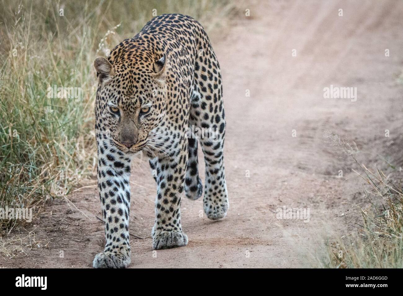 Ein Leopard zu Fuß in Richtung der Kamera. Stockfoto