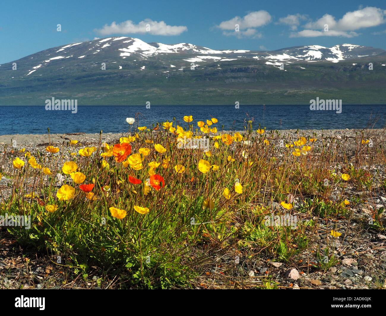 Landschaft zwischen Kiruna und Narvik am Torneträsk (See) Stockfoto