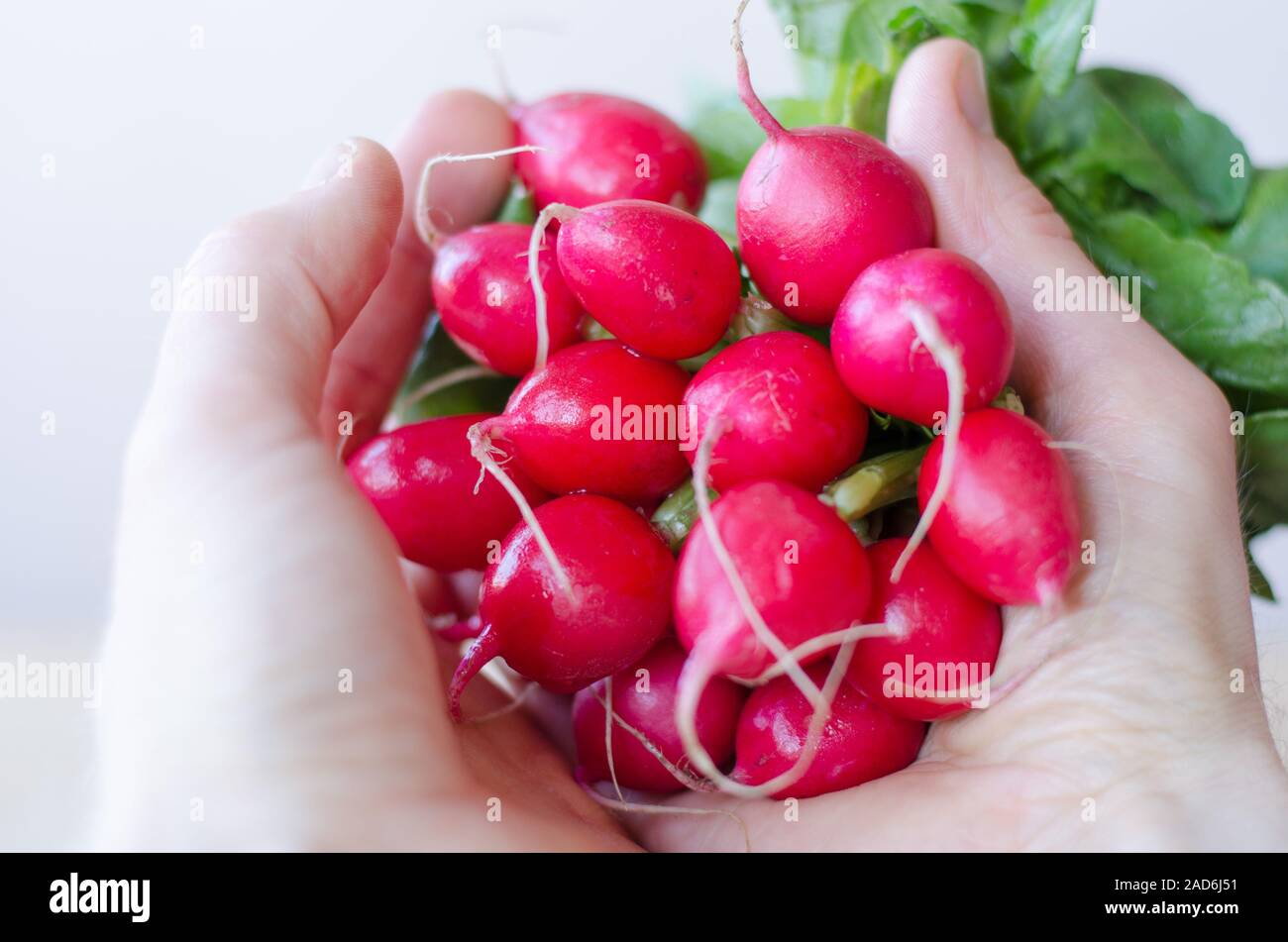 Rote Radieschen in der Hand gehalten Stockfoto