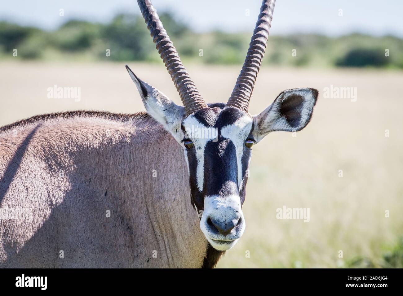 Nahaufnahme eines Oryx starring in die Kamera. Stockfoto