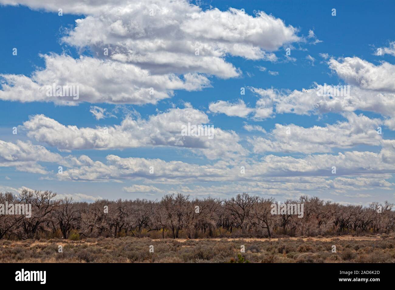 Cottonwood Bäumen, die den Rio Grande mit den Sandia Mountains im Hintergrund, Albuquerque, New Mexico, USA Stockfoto