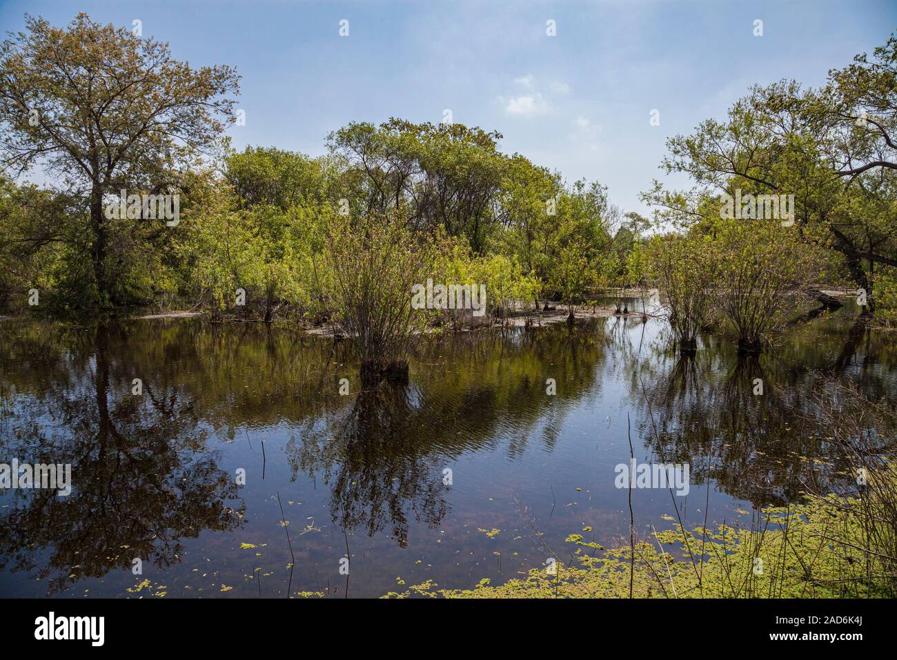Madrona Marsh Feuchtgebiete ist ein vernal Süßwasser-Sumpf und ist etwa 43 Hektar. Torrance, Kalifornien, USA Stockfoto