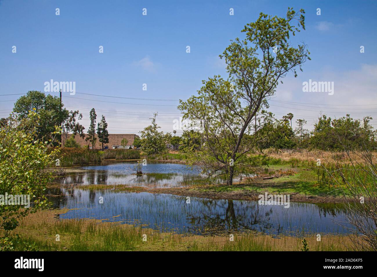 Madrona Marsh Feuchtgebiete ist ein vernal Süßwasser-Sumpf und ist etwa 43 Hektar. Torrance, Kalifornien, USA Stockfoto