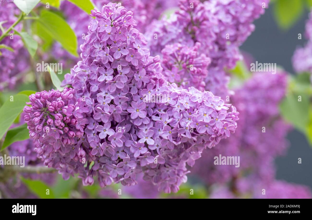 Gemeinsamen Flieder (Syringa Vulgaris) Stockfoto